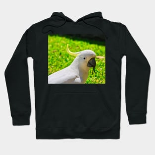 Cockatoo Looking Right at You! Hoodie